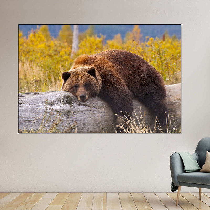 Resting Grizzly Bear Wall Art