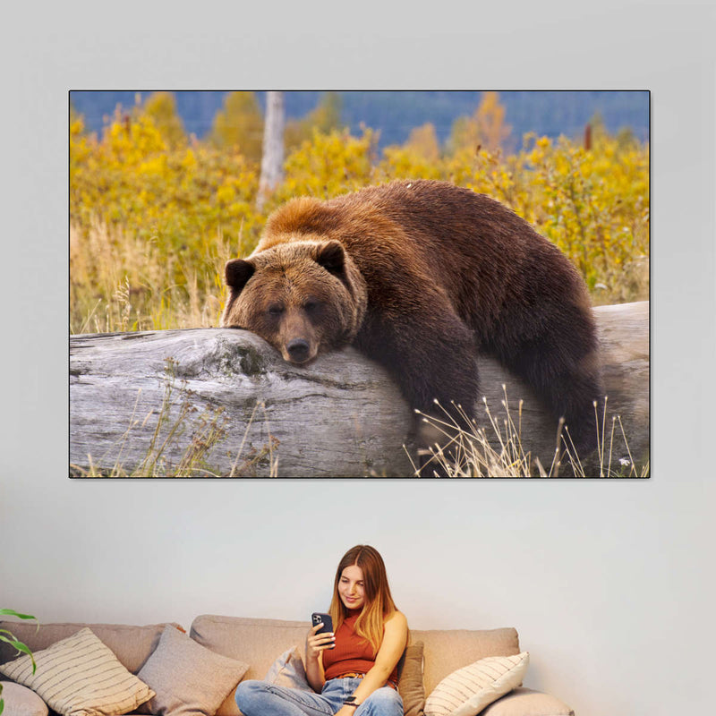Resting Grizzly Bear Wall Art