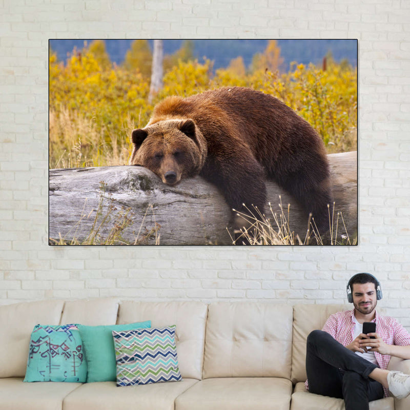 Resting Grizzly Bear Wall Art