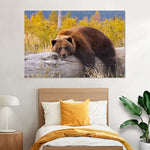 Resting Grizzly Bear Wall Art