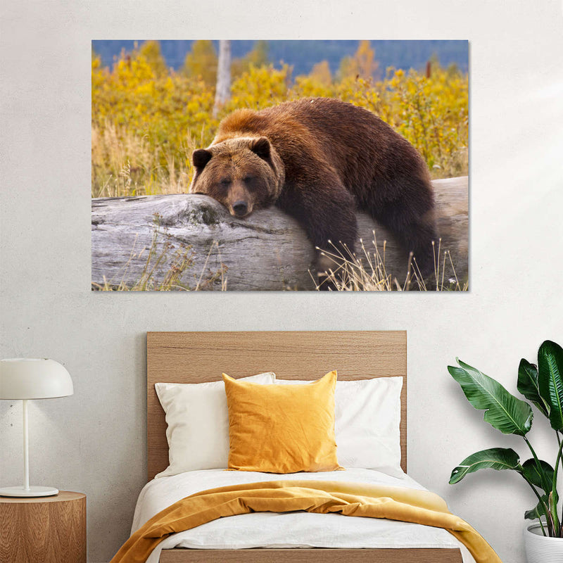 Resting Grizzly Bear Wall Art