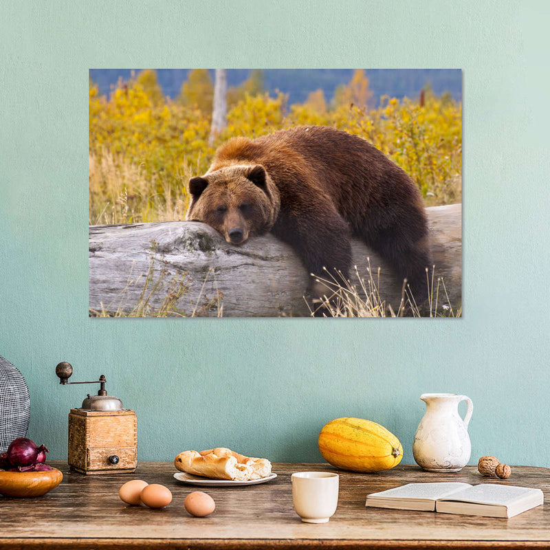 Resting Grizzly Bear Wall Art