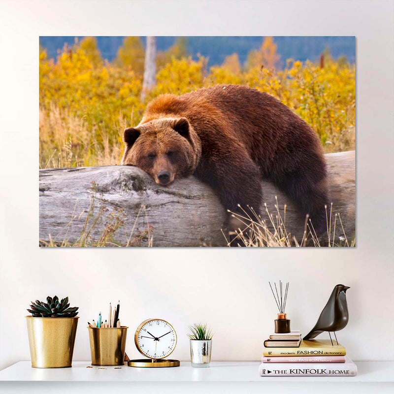 Resting Grizzly Bear Wall Art