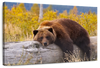 Resting Grizzly Bear Wall Art