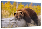 Resting Grizzly Bear Wall Art