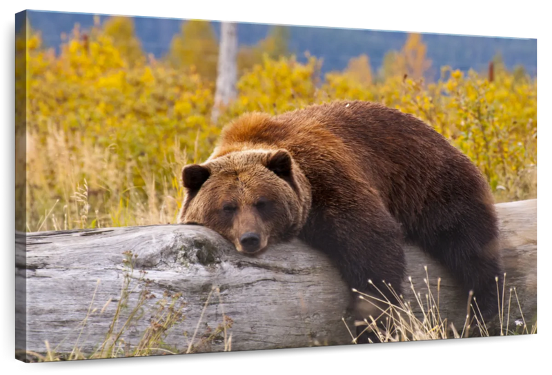 Resting Grizzly Bear Wall Art