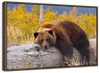 Resting Grizzly Bear Wall Art