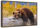 Resting Grizzly Bear Wall Art
