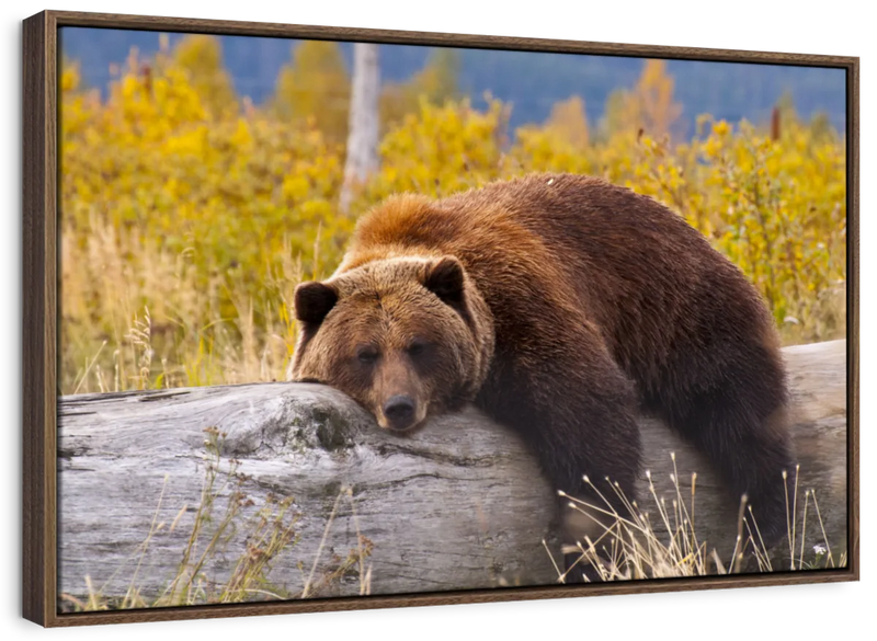 Resting Grizzly Bear Wall Art