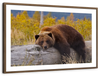 Resting Grizzly Bear Wall Art