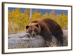 Resting Grizzly Bear Wall Art