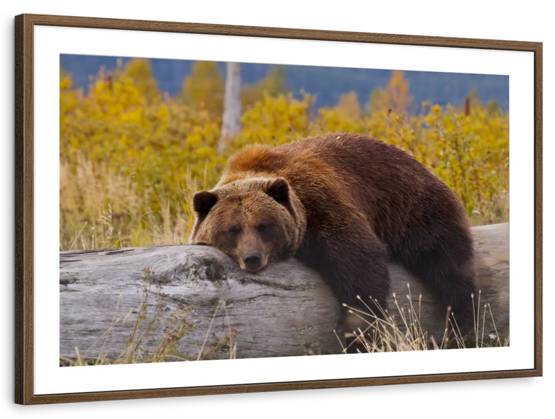 Resting Grizzly Bear Wall Art