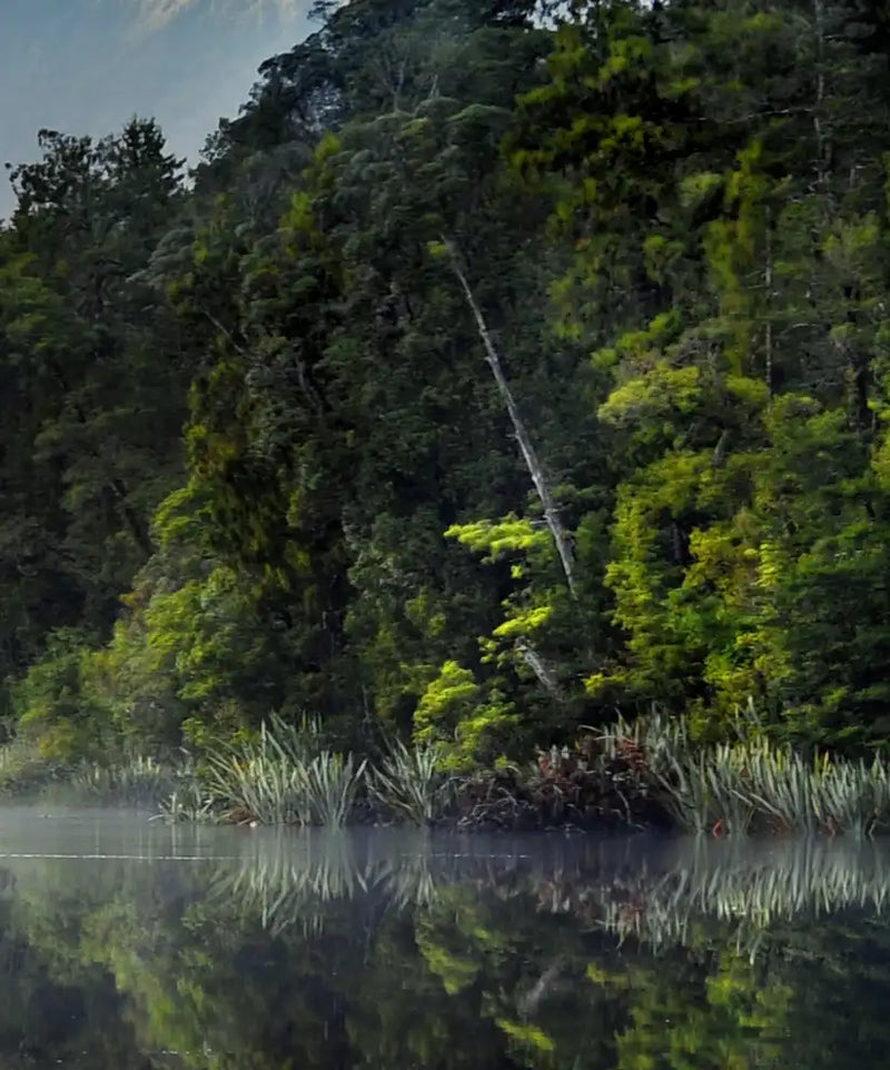 Lake Matheson Reflection Wall Art