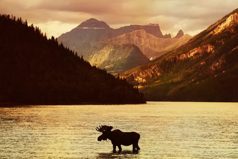 Lake Moose Wall Art