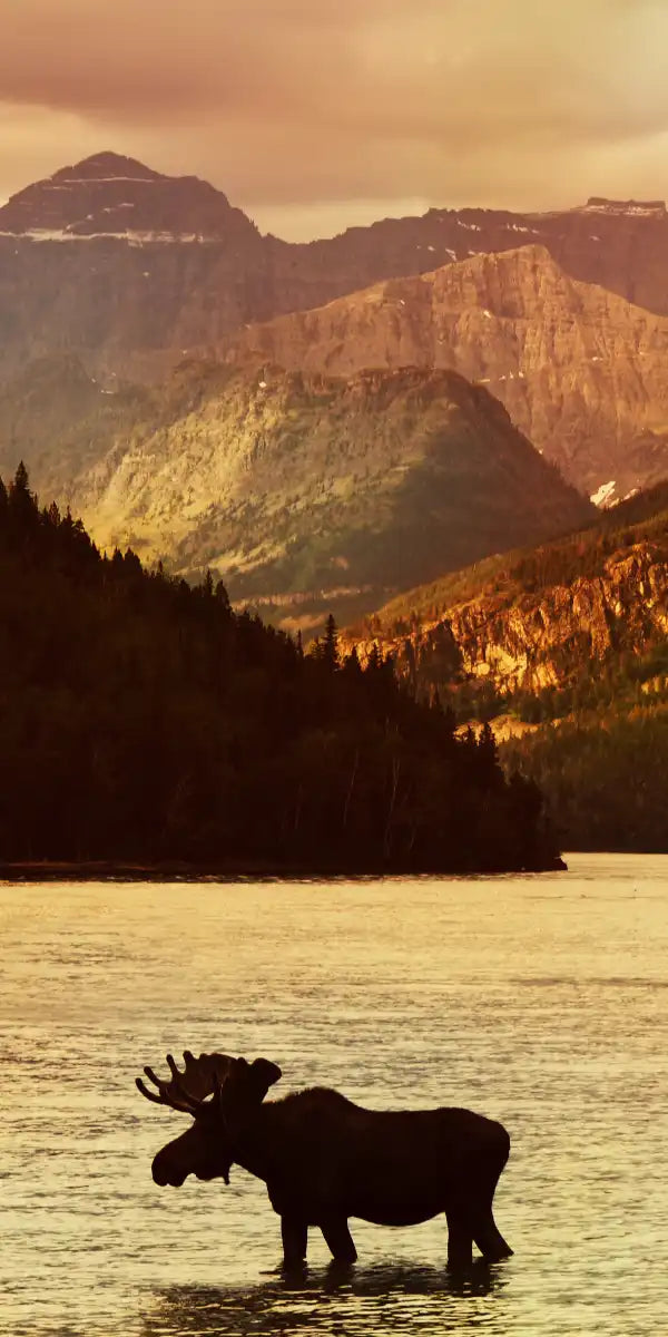 Lake Moose Wall Art
