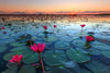 Lake Nong Harn Lotus Wall Art