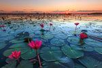 Lake Nong Harn Lotus Wall Art