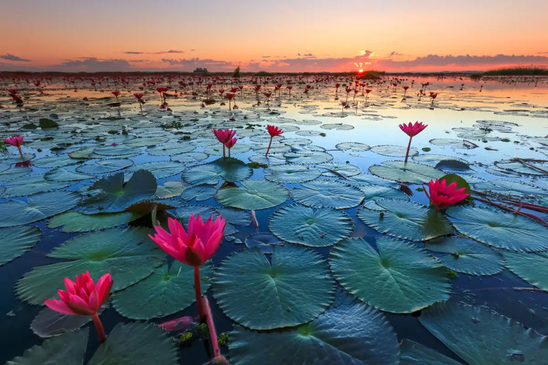 Lake Nong Harn Lotus Wall Art
