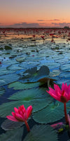 Lake Nong Harn Lotus Wall Art