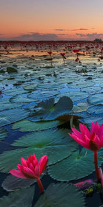Lake Nong Harn Lotus Wall Art