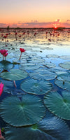 Lake Nong Harn Lotus Wall Art