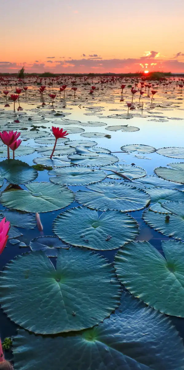 Lake Nong Harn Lotus Wall Art