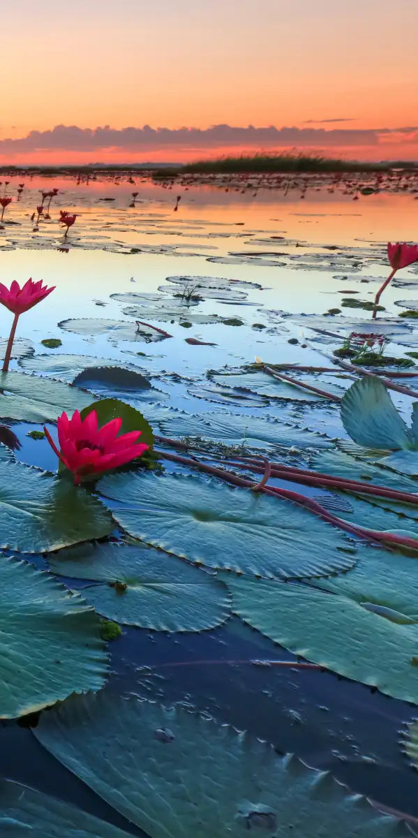 Lake Nong Harn Lotus Wall Art