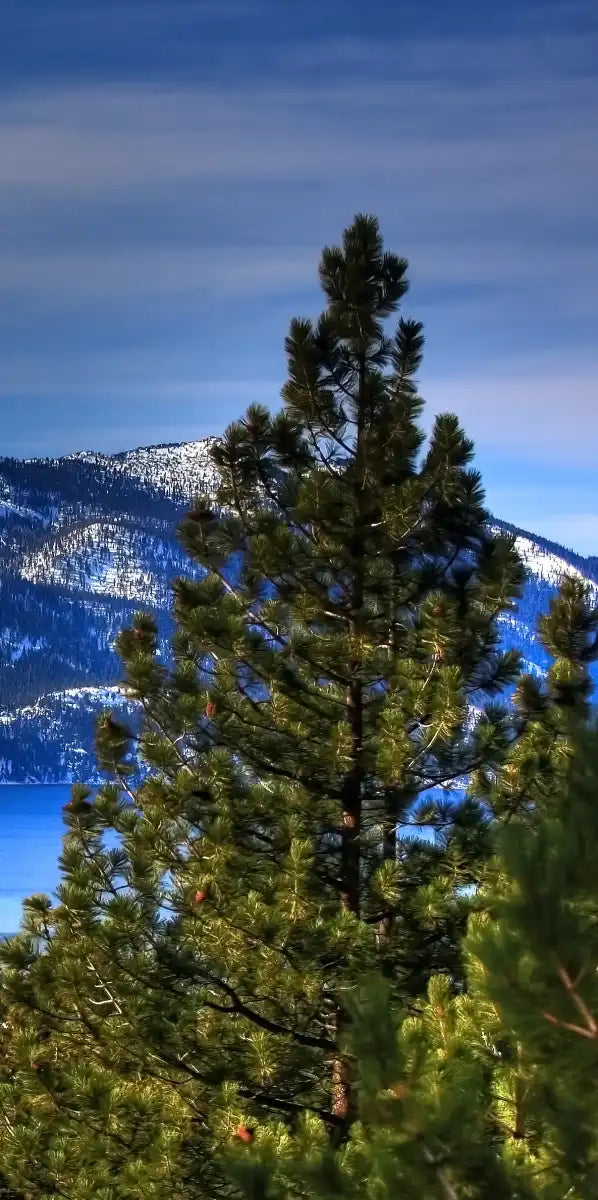 Lake Tahoe Sierra Mountains Wall Art