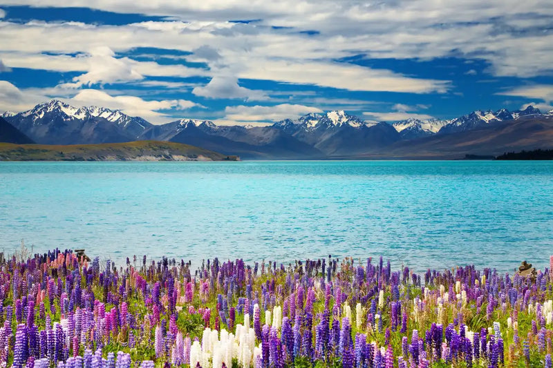Lake Tekapo Mountain Wall Art