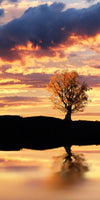Lakeside Deer Wall Art