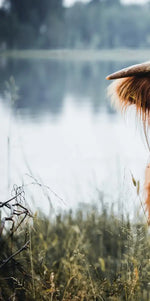 Lakeside Highland Cow Wall Art