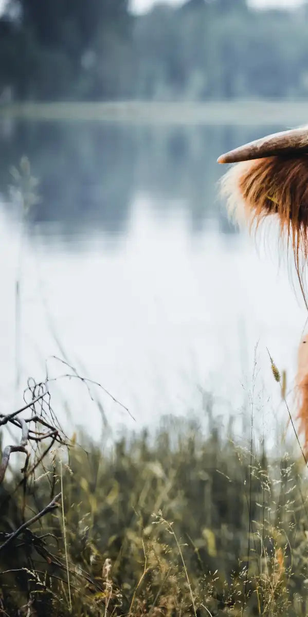 Lakeside Highland Cow Wall Art