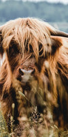 Lakeside Highland Cow Wall Art