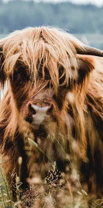 Lakeside Highland Cow Wall Art