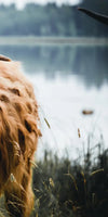 Lakeside Highland Cow Wall Art