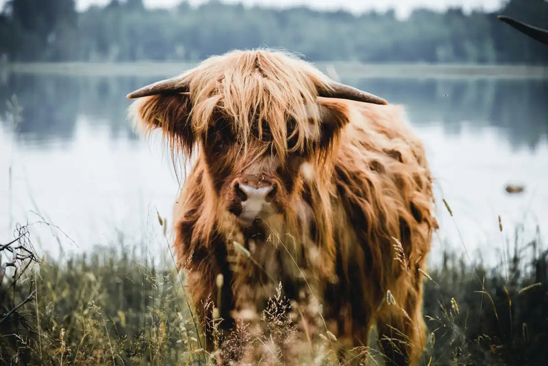 Lakeside Highland Cow Wall Art
