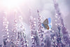 Lavender Flower Wall Art