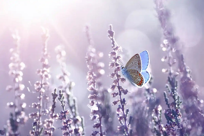 Lavender Flower Wall Art