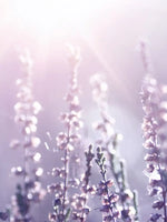 Lavender Flower Wall Art