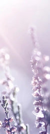 Lavender Flower Wall Art