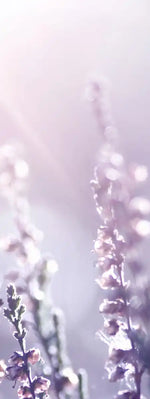 Lavender Flower Wall Art