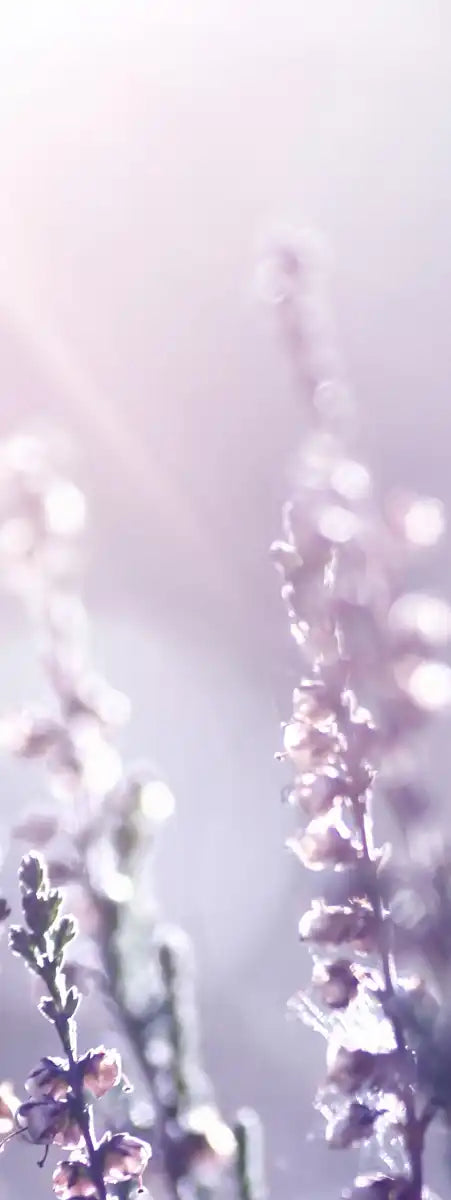Lavender Flower Wall Art