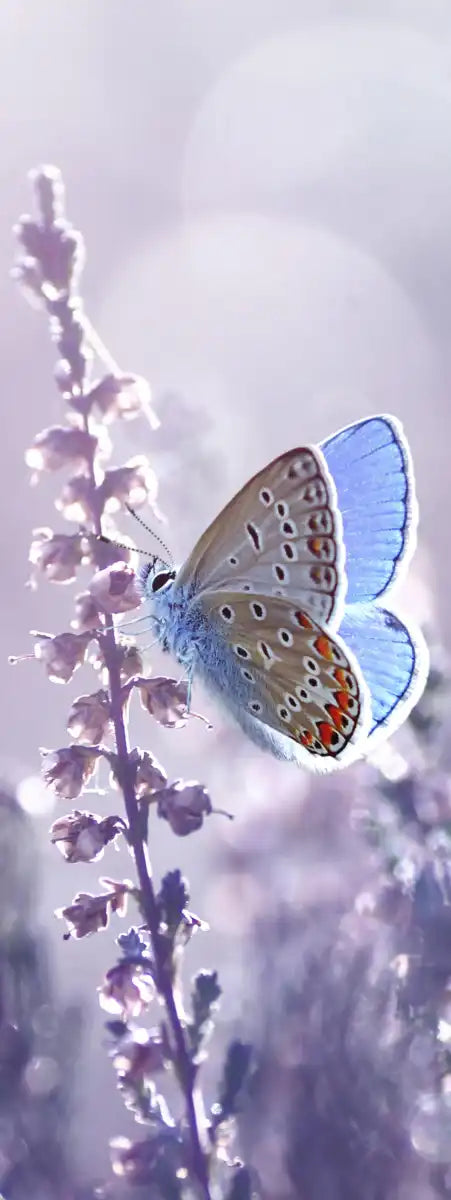 Lavender Flower Wall Art
