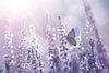 Lavender Flower Wall Art