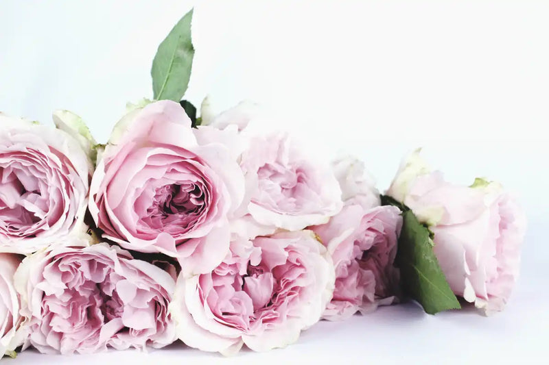 Layers Of Pink Peonies Wall Art