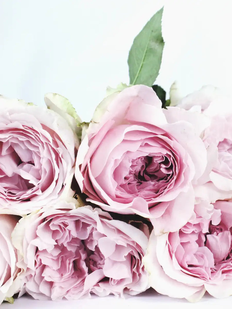 Layers Of Pink Peonies Wall Art