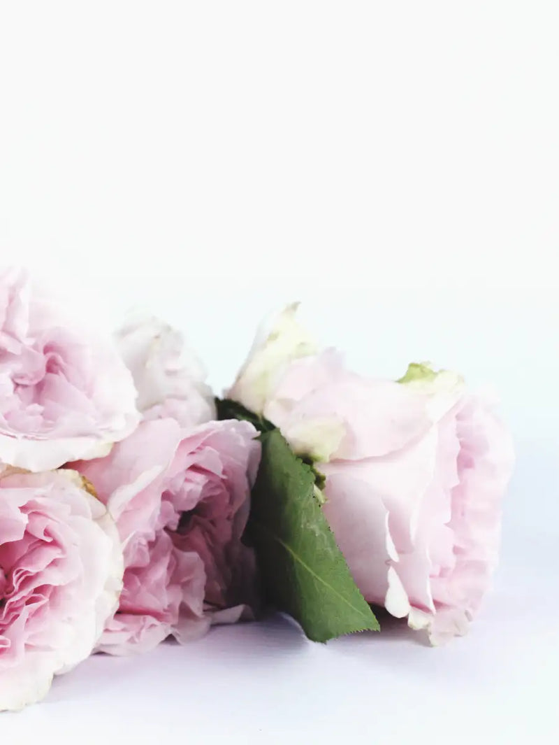 Layers Of Pink Peonies Wall Art