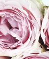 Layers Of Pink Peonies Wall Art