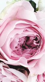 Layers Of Pink Peonies Wall Art