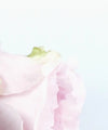 Layers Of Pink Peonies Wall Art